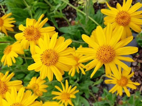 Arnika, Arnica, montana