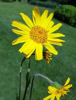 Arnika  Arnica, montana, Heilpflanze