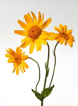 Arnika  Arnica, montana, Heilpflanze