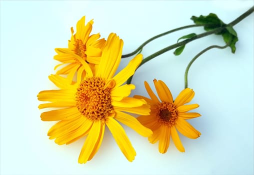 Arnika  Arnica, montana, Heilpflanze