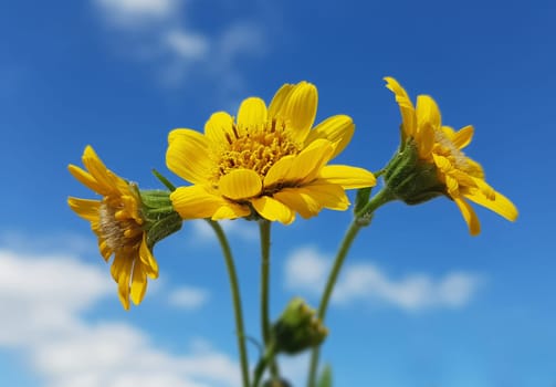 Arnika  Arnica chamissonis  Wiesenarnika