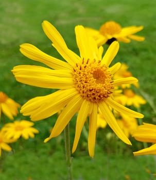 Arnika, Arnica, montana