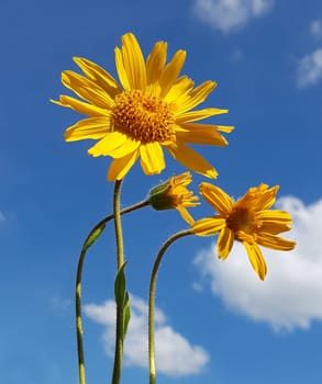 Arnika  Arnica, montana, Heilpflanze