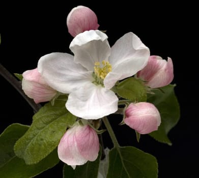 Apfelbluete, Malus, domestica
