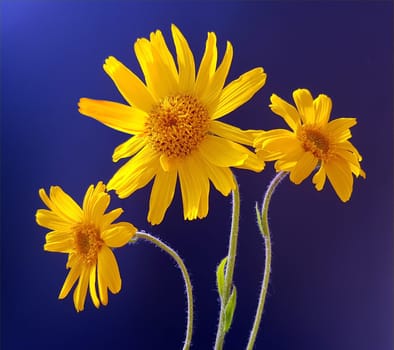 Arnika  Arnica, montana, Heilpflanze