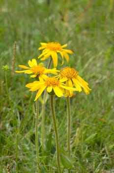 Arnika, Arnica montana