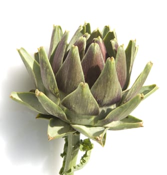 Artischocke, Cynara scolymus