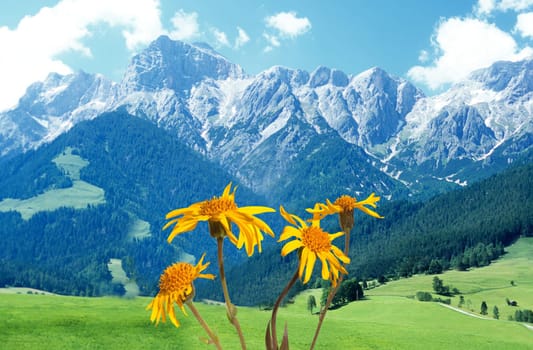 Arnika  Arnica montana  Gebirgspflanze