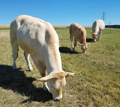 Blonde, d' Aquitaine, Rinderrasse
