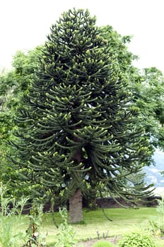 Araucaria araucana