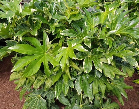 Aralie, Zimmeraralie, Fatsia japonica