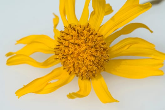 Arnika, Arnica montana