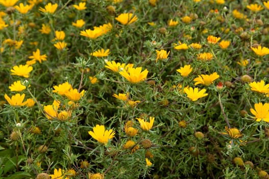Arabische Ringelblume  Cladanthus arabicus