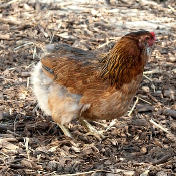 Araucanahenne