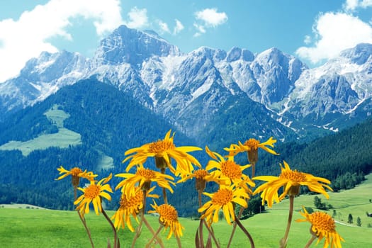 Arnika  Arnica montana  Gebirgspflanze
