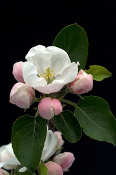 Apfelbluete  Apfelblueten  Malus, Apfelbaumblueten