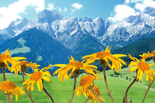 Arnika  Arnica montana  Gebirgspflanze