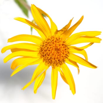 Arnika  Arnica montana  Gebirgspflanze