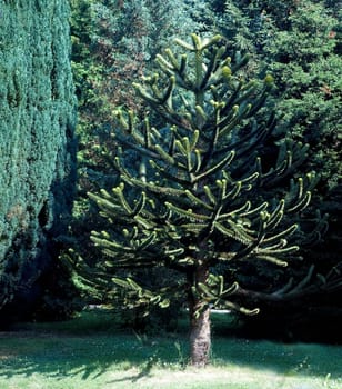 Araucaria
