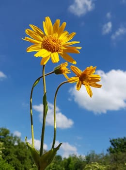 Arnika  Arnica, montana, Heilpflanze