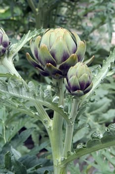 Artischocke, Cynara scolymus