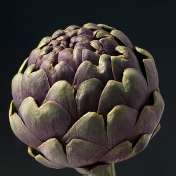 Artischocke  Cynara, scolymus