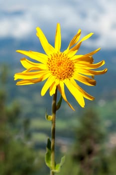 Arnika  Arnica montana  Gebirgspflanze