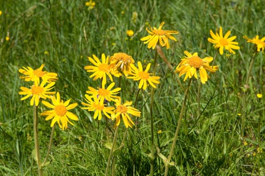 Arnika, Arnica montana