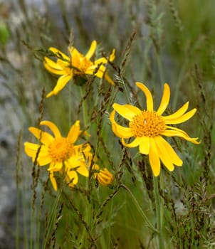 Arnika  Arnica montana