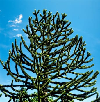 Araucaria