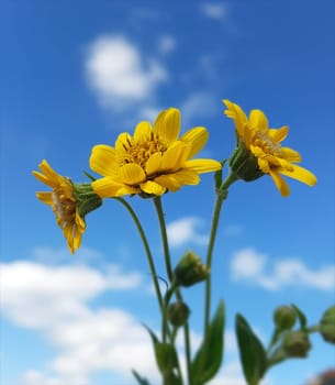 Arnika  Arnica chamissonis  Wiesenarnika