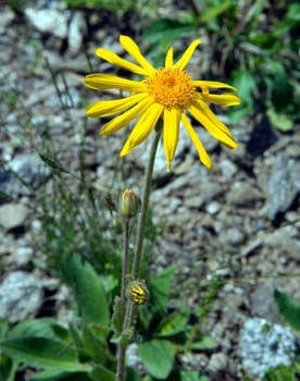 Arnika  Arnica montana