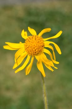 Arnika, Arnica montana, Gebirgspflanze, Heilpflanze