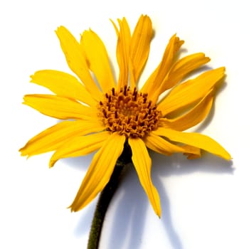 Arnika, Arnica montana, Gebirgspflanze, Heilpflanze