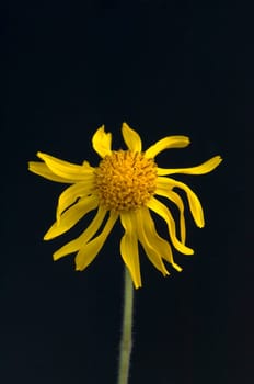 Arnika, Arnica montana, Gebirgspflanze, Heilpflanze