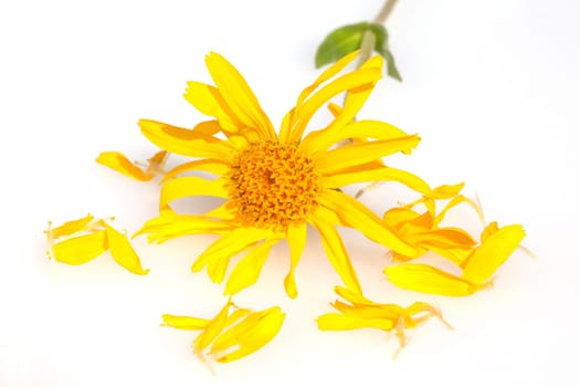Arnika  Arnica montana  Gebirgspflanze