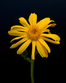 Arnika  Arnica montana