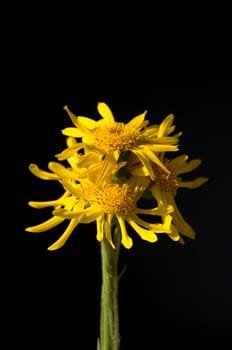 Arnika  Arnica montana