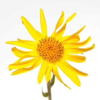 Arnika  Arnica montana  Gebirgspflanze