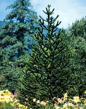 Araucaria