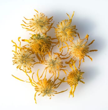 Arnika, Arnica montana, Gebirgspfla
