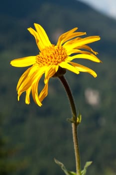 Arnika  Arnica montana  Gebirgspflanze