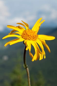 Arnika  Arnica montana  Gebirgspflanze