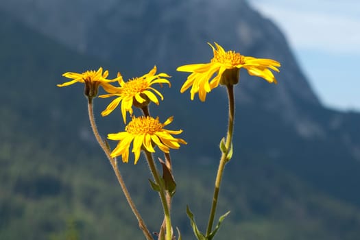 Arnika  Arnica montana  Gebirgspflanze