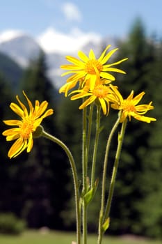 Arnika  Arnica montana