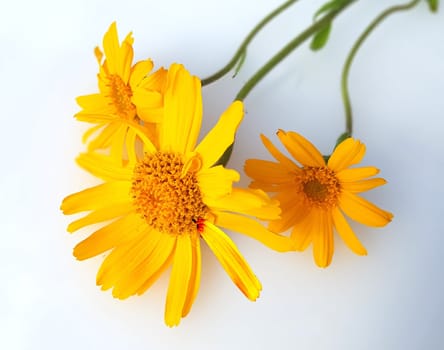 Arnika  Arnica, montana, Heilpflanze