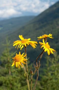 Arnika  Arnica montana  Gebirgspflanze