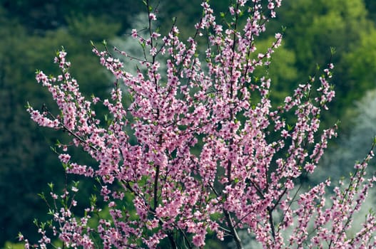 Aprikosenbluete, Prunus