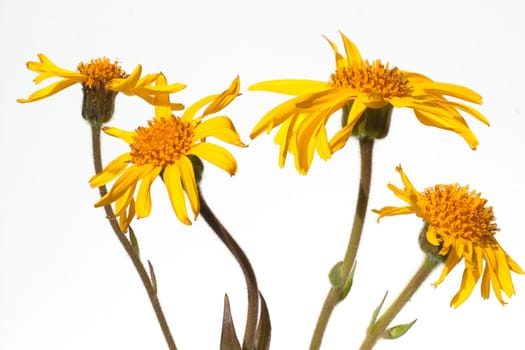 Arnika  Arnica montana  Gebirgspflanze