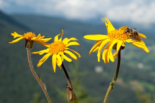 Arnika  Arnica montana  Gebirgspflanze